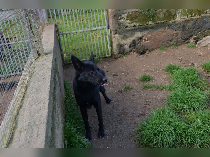 süßer Leone wartet auf seine Chance endlich ein Zuhausee zu finden