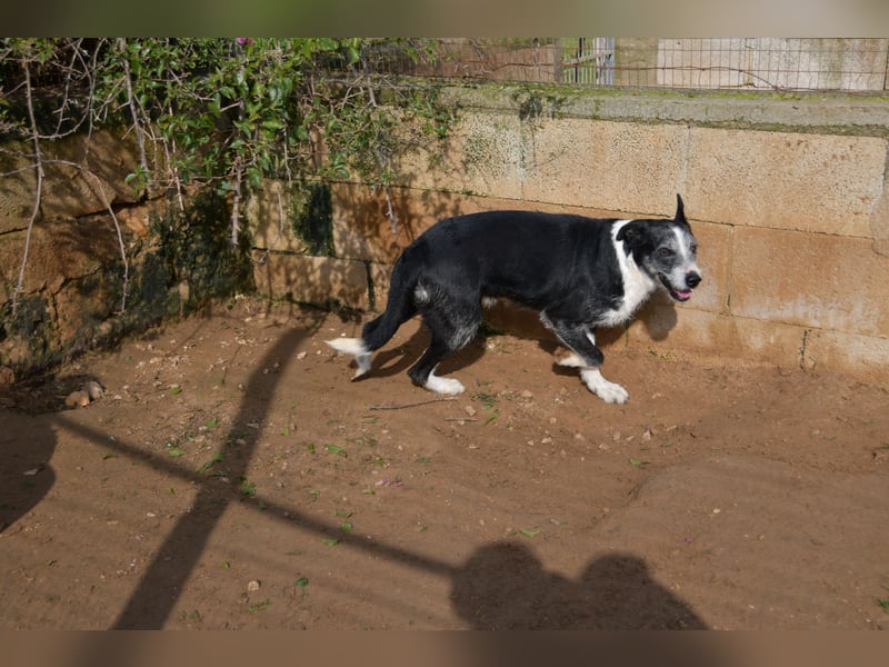 liebster Radar wünscht sich endlich sein Zuhause für immer