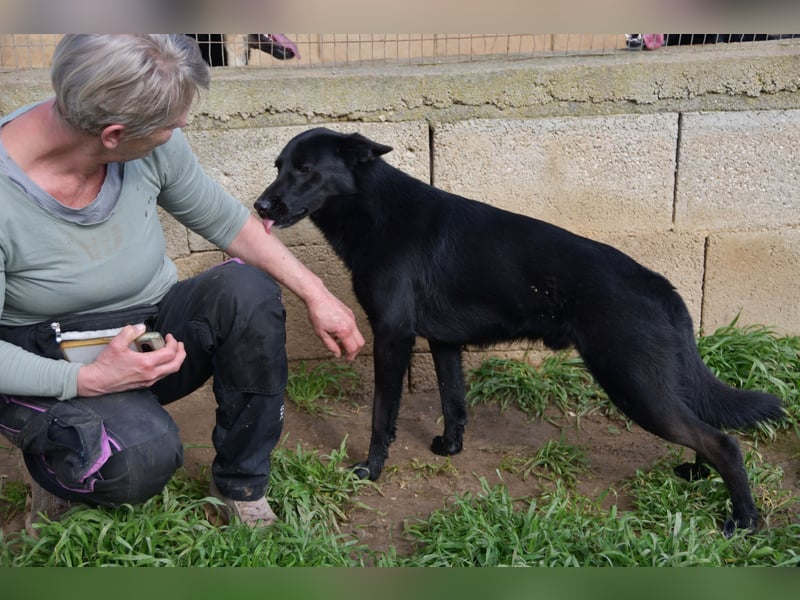 süßer Leone wartet auf seine Chance endlich ein Zuhausee zu finden
