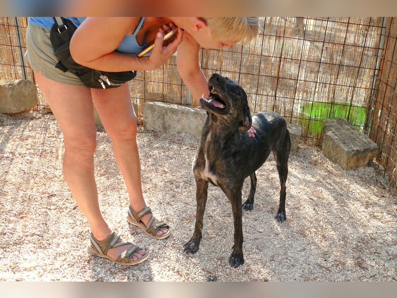 sanfte Mia auf Pflegestelle in 88214 Ravensburg sucht ihr Zuhause sanfte Mia auf Pflegestelle in 88214 Ravensburg sucht ihr Zuhause