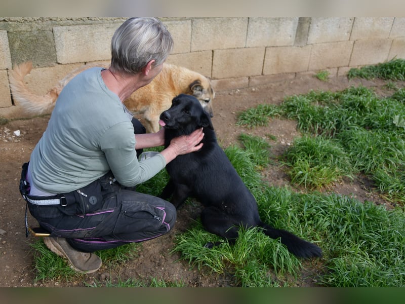 süßer Leone wartet auf seine Chance endlich ein Zuhausee zu finden