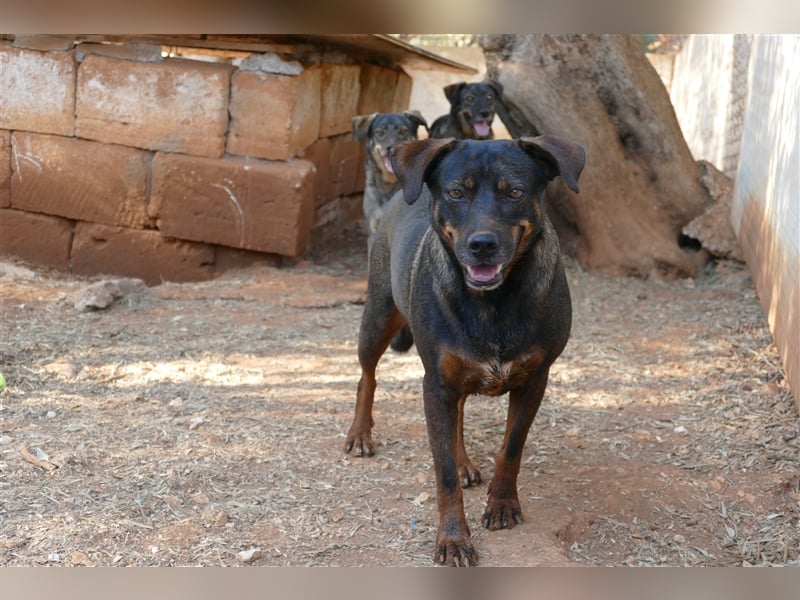 liebe Tonja sucht nach einem Zuhause
