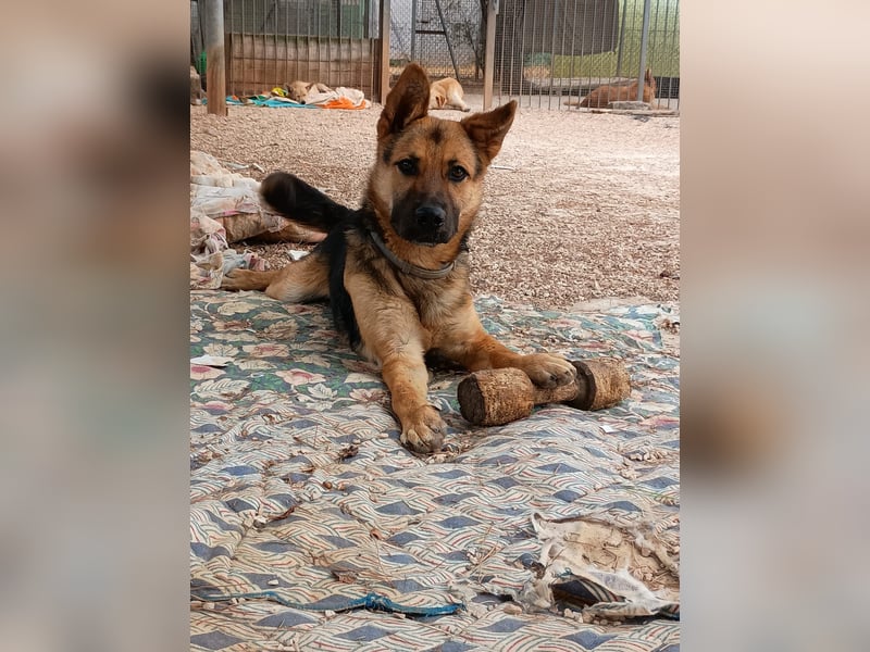 Oscar wünscht sich sein Z8uhause für Immer