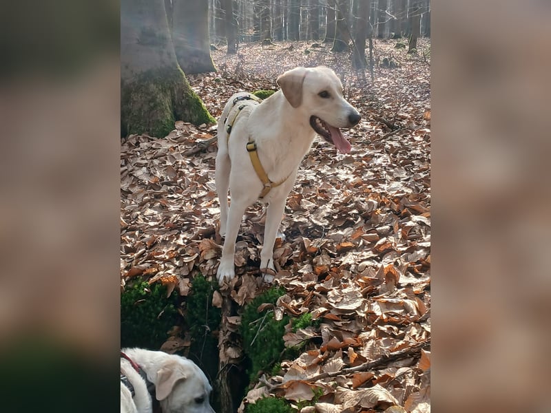 Lobo auf Pflegestelle in  31582 Nienburg/Weser sucht sein Zuhause