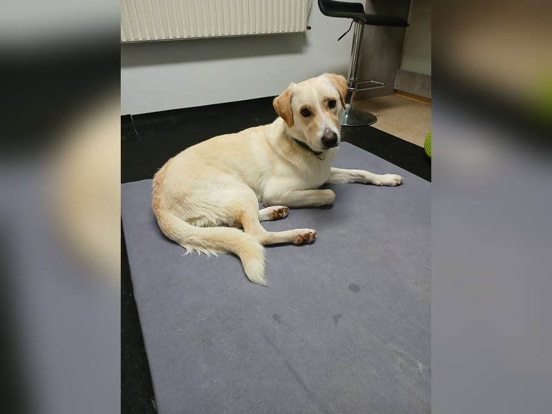 Lobo auf Pflegestelle in  31582 Nienburg/Weser sucht sein Zuhause