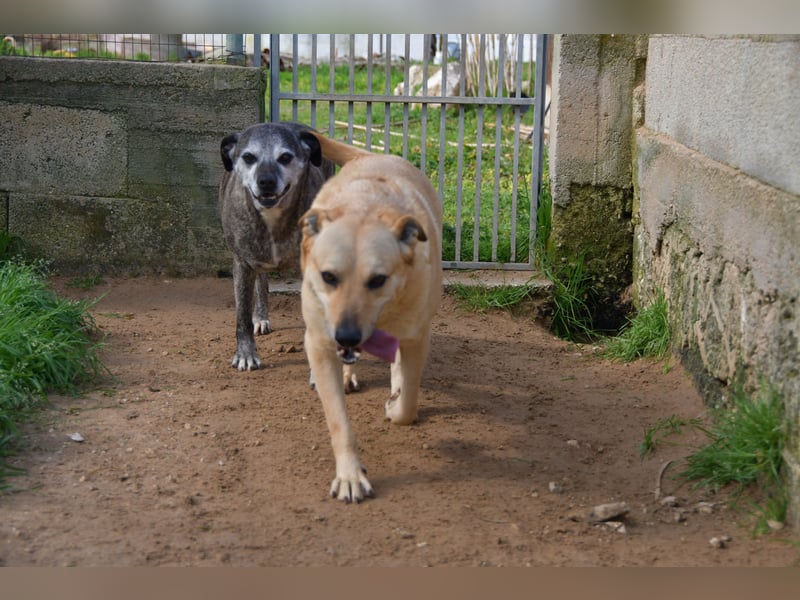 liebe Tigrata sucht ihr Zuhause für immer