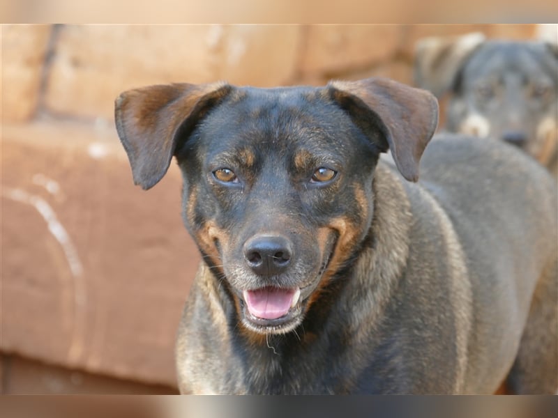 liebe Tonja sucht nach einem Zuhause