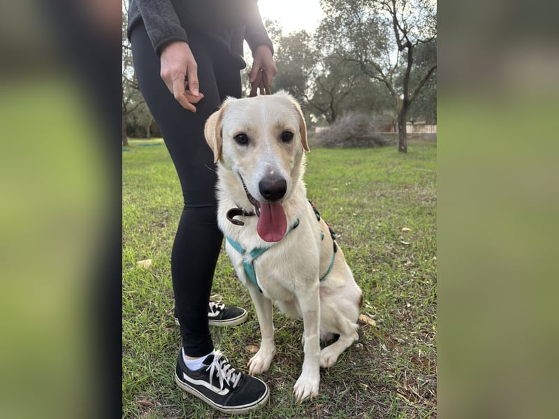 Lobo auf Pflegestelle in  31582 Nienburg/Weser sucht sein Zuhause