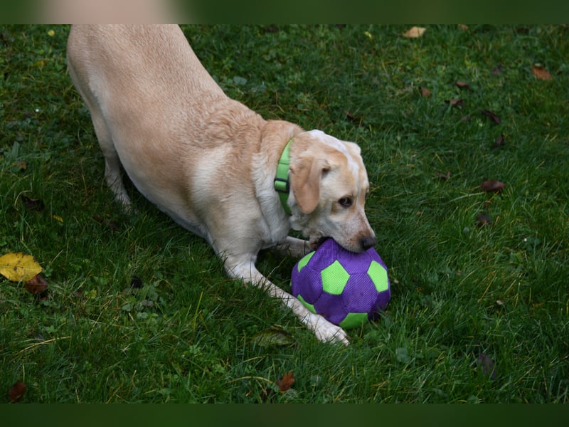 Nacho auf Pflegestelle in 88273 Fronreute sucht sein Zuhause