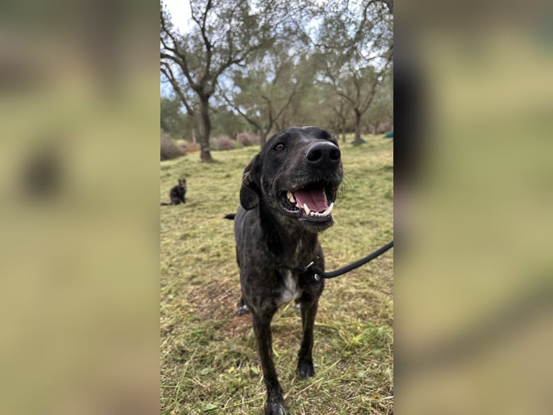 sanfte Mia auf Pflegestelle in 88214 Ravensburg sucht ihr Zuhause sanfte Mia auf Pflegestelle in 88214 Ravensburg sucht ihr Zuhause