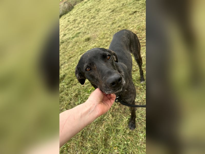 sanfte Mia auf Pflegestelle in 88214 Ravensburg sucht ihr Zuhause sanfte Mia auf Pflegestelle in 88214 Ravensburg sucht ihr Zuhause