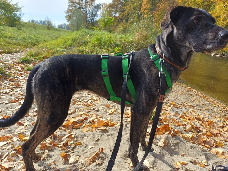 sanfte Mia auf Pflegestelle in 88214 Ravensburg sucht ihr Zuhause sanfte Mia auf Pflegestelle in 88214 Ravensburg sucht ihr Zuhause