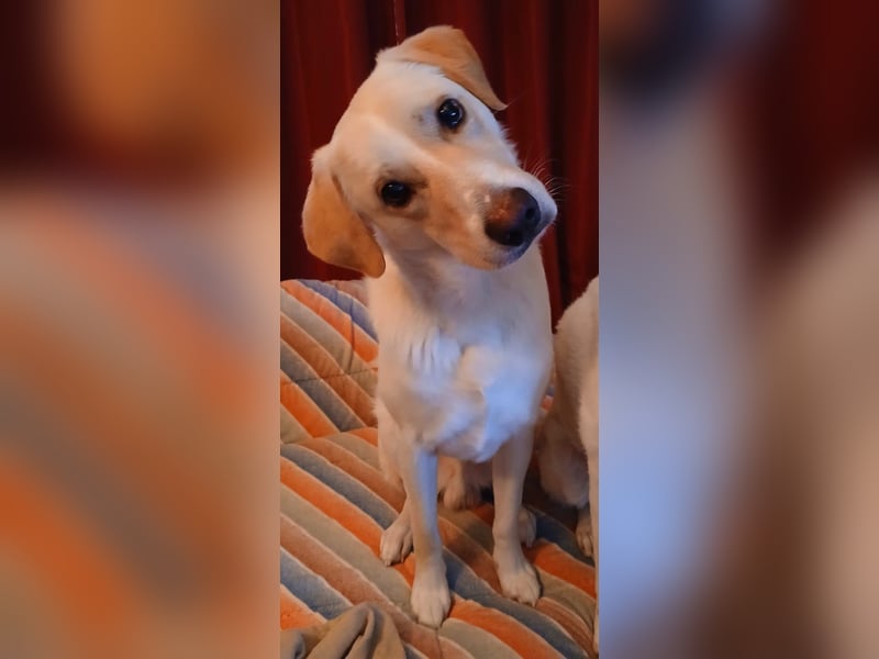 Lobo auf Pflegestelle in  31582 Nienburg/Weser sucht sein Zuhause