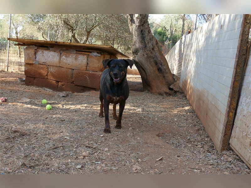 liebe Tonja sucht nach einem Zuhause