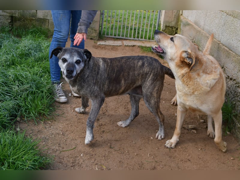 liebe Tigrata sucht ihr Zuhause für immer