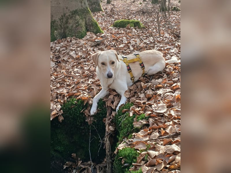Lobo auf Pflegestelle in  31582 Nienburg/Weser sucht sein Zuhause
