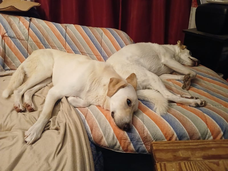 Lobo auf Pflegestelle in  31582 Nienburg/Weser sucht sein Zuhause