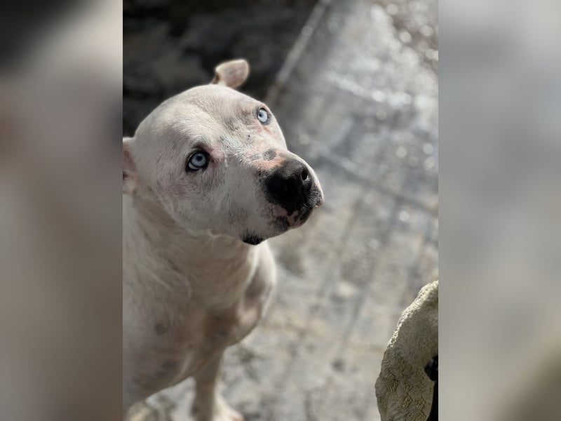 liebenswerter Ettore sucht sein Zuhause in der Schweiz