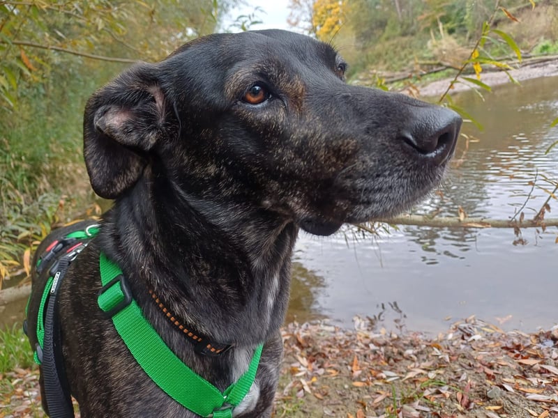 sanfte Mia auf Pflegestelle in 88214 Ravensburg sucht ihr Zuhause sanfte Mia auf Pflegestelle in 88214 Ravensburg sucht ihr Zuhause