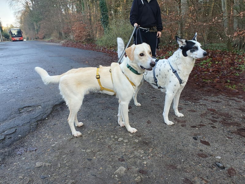 Lobo auf Pflegestelle in  31582 Nienburg/Weser sucht sein Zuhause