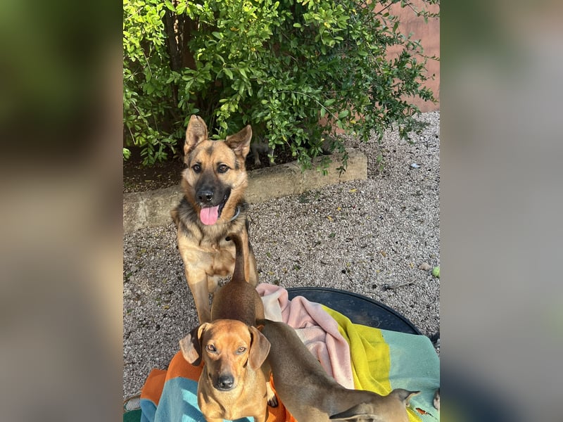 Oscar wünscht sich sein Z8uhause für Immer