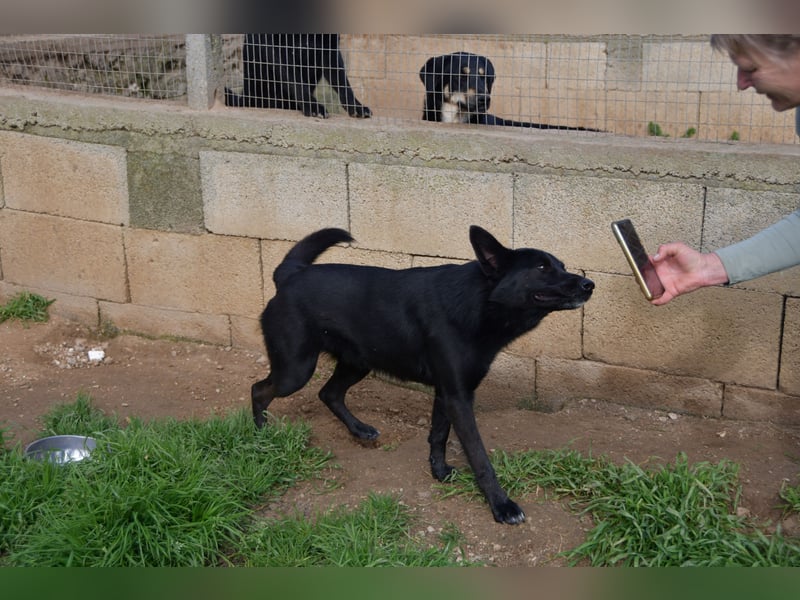 süßer Leone wartet auf seine Chance endlich ein Zuhausee zu finden