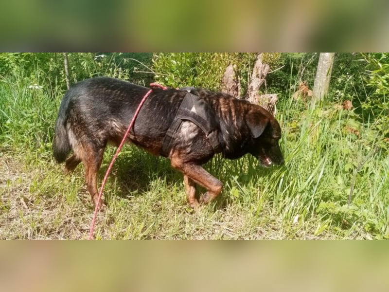 Perro sucht in 67806 Rockenhausen(RLP) sein Zuhause