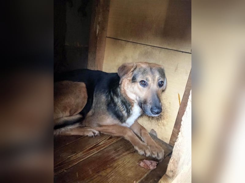 Die freundliche Holly sucht ein Zuhause oder eine Pflegestelle!