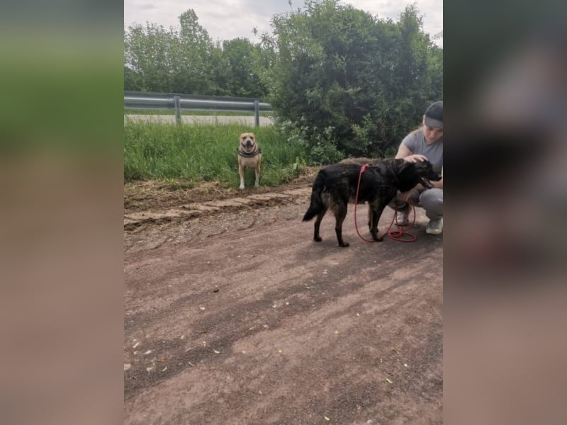 Perro sucht in 67806 Rockenhausen(RLP) sein Zuhause