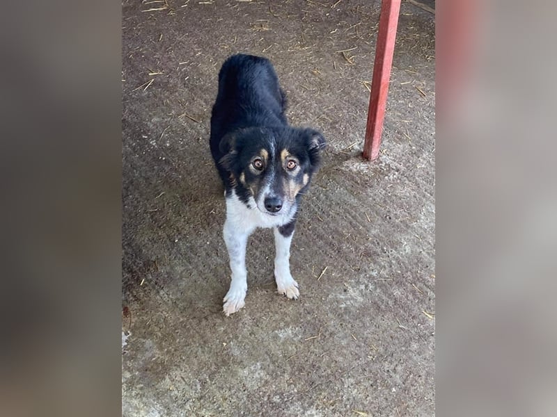 Prinzessin Maxima sucht ein Zuhause  