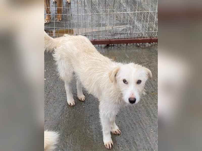 Schüchterne Flocke sucht ein Zuhause