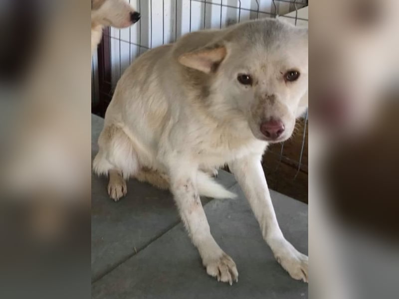 Scheuer Aves sucht ein Zuhause oder eine Pflegestelle!