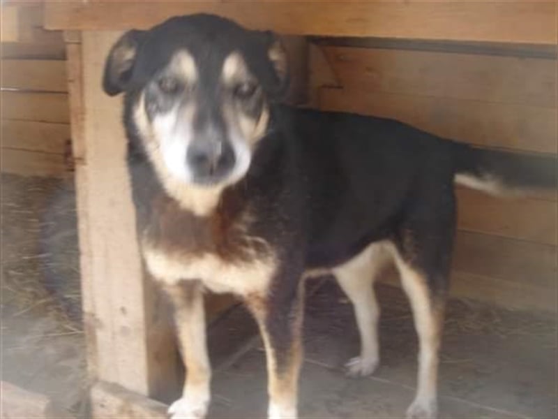 Der ruhige Blacky sucht ein Zuhause oder eine Pflegestelle!