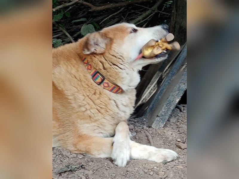 GEORGE SUCHT IN 32825 BLOMBERG (NRW) SEIN ZUHAUSE