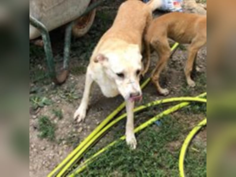 Die traurige Mave sucht ein Zuhause oder eine Pflegestelle!