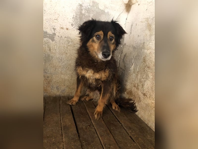 Die zurückhaltende Miranda sucht ein Zuhause oder eine Pflegestelle!