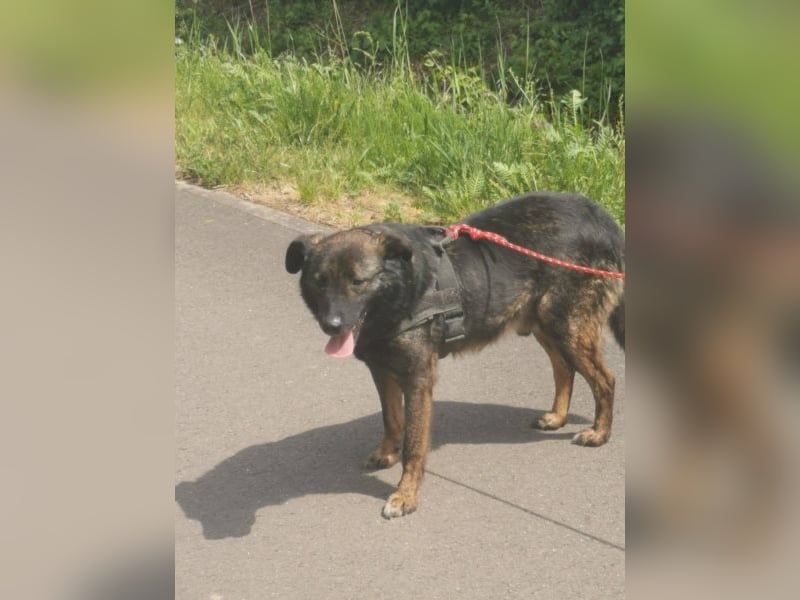 Perro sucht in 67806 Rockenhausen(RLP) sein Zuhause
