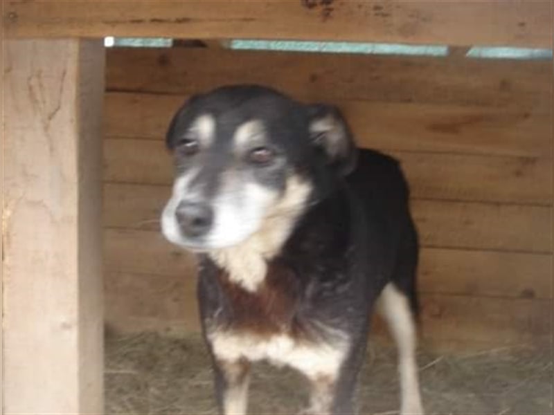 Der ruhige Blacky sucht ein Zuhause oder eine Pflegestelle!