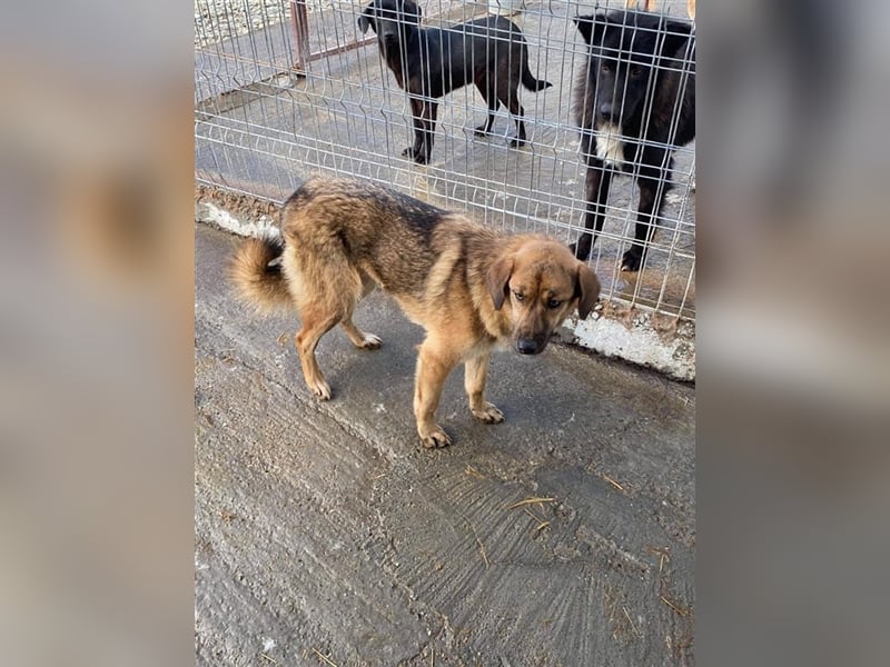 Hübsche Chiara sucht ein Zuhause   