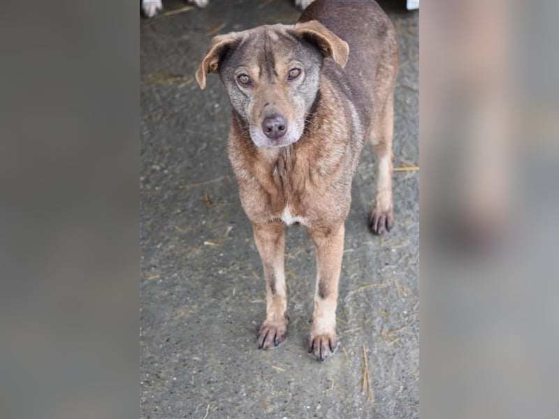 Mila wartet schon lange auf ein Zuhause  