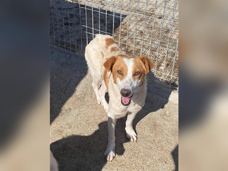 Der liebe Sepperl sucht ein Zuhause oder eine Pflegestelle!