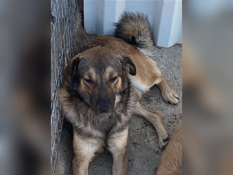 Der gemütliche Balu sucht ein Zuhause oder eine Pflegestelle!