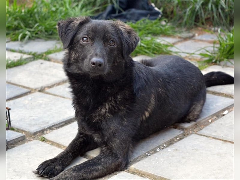 Die wunderschöne Bambi sucht ein Zuhause oder eine Pflegestelle!