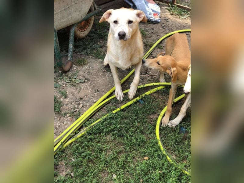 Die traurige Mave sucht ein Zuhause oder eine Pflegestelle!