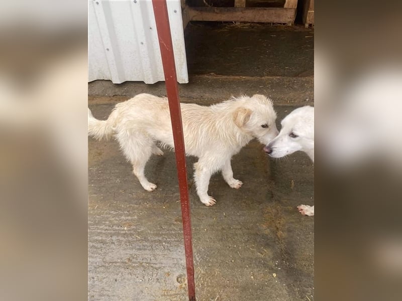 Schüchterne Flocke sucht ein Zuhause