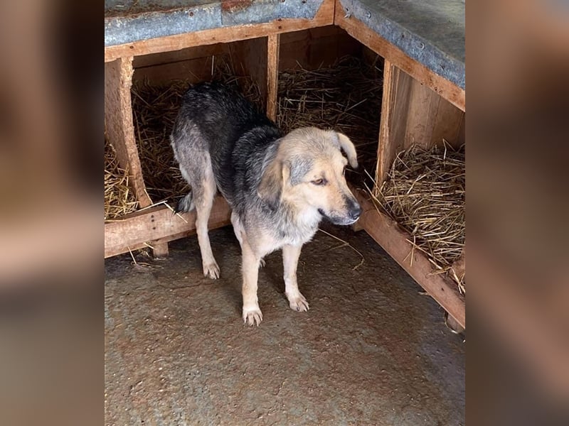 Schüchterne Loki sucht Zuhause  