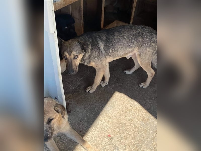 Der ängstliche Don sucht ein Zuhause oder eine Pflegestelle!