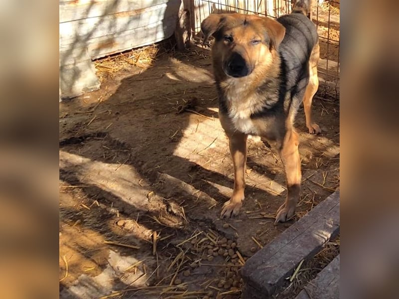Die freundliche Holly sucht ein Zuhause oder eine Pflegestelle!