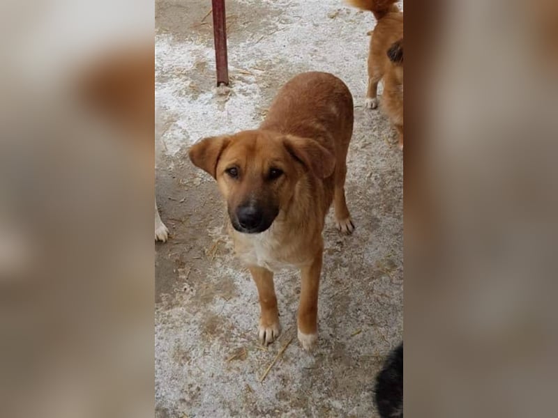 Angsthase Bingley sucht Zuhause  