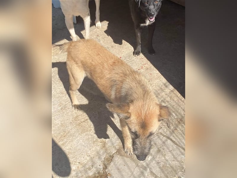 Der freundliche Laxi sucht ein Zuhause oder eine Pflegestelle!